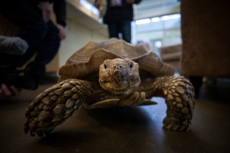 a tortoise looks into camera