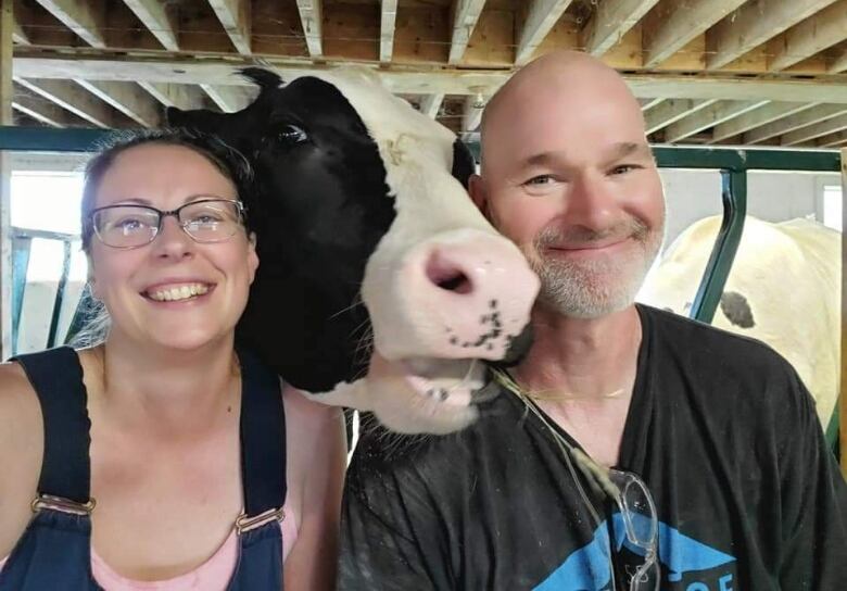 A man and woman pose with a cow whose head is positioned between their smiling faces in a barn.