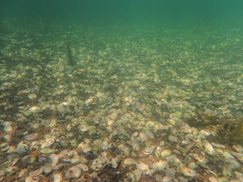 A large oyster bed underwater.