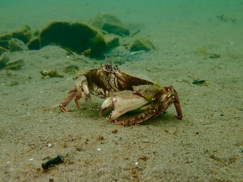 A crab on the sandy oceanfloor.