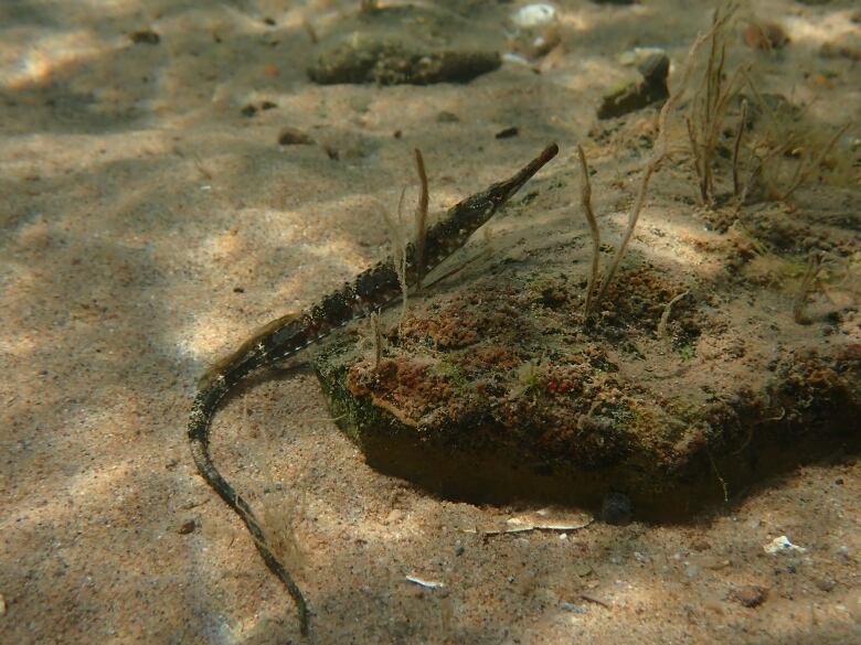 A small, slender fish swims on a sandy oceanfloor.