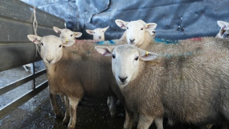 Five sheep in an indoor pen look at the camera. 