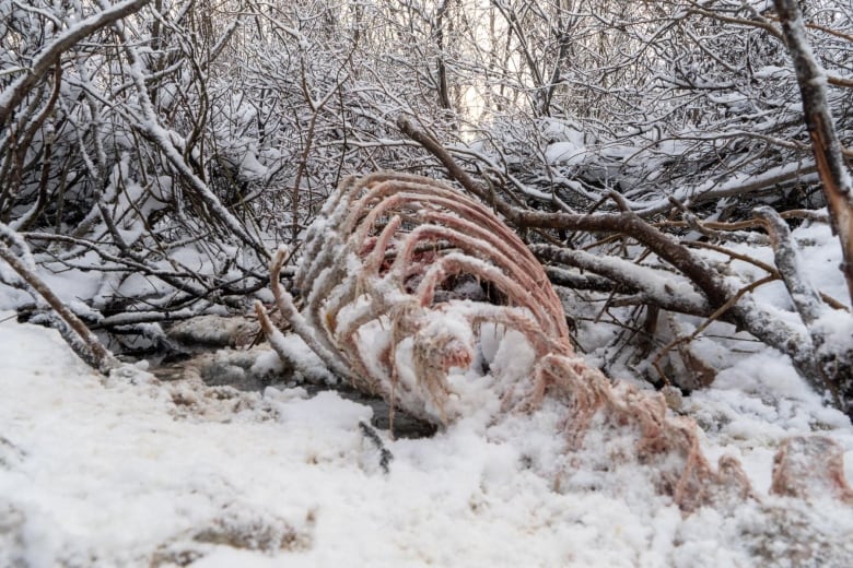 A carcass lays in snow. 