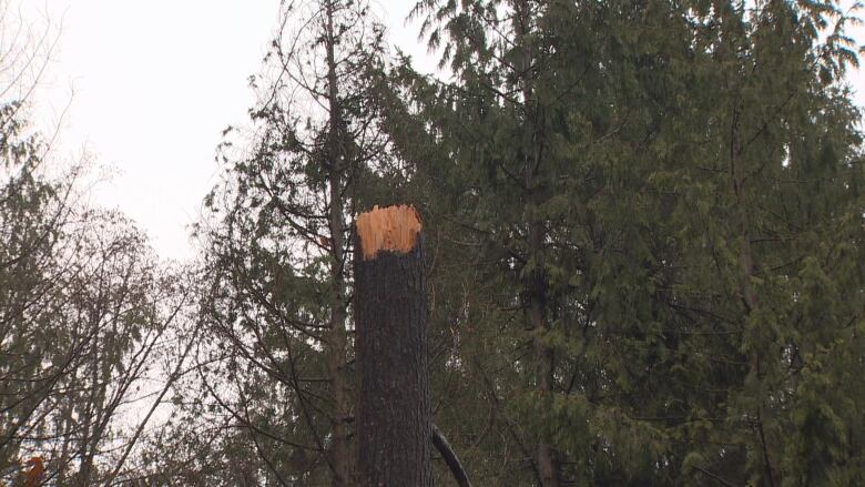 A tree chopped with forest behind it.