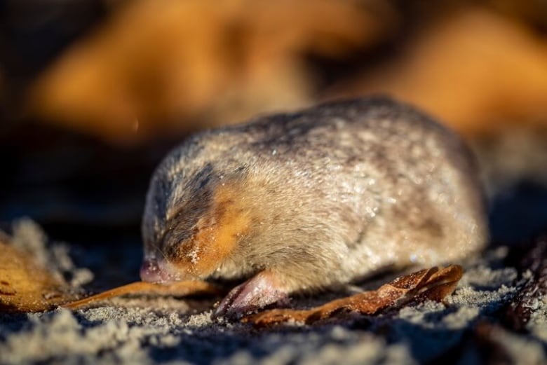 A small, golden-furred mole sniffs some kelp on a sandy beach, its eyes closed. 