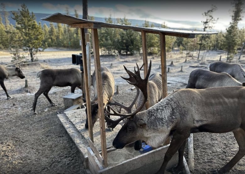 Two caribou feed from a wooden box on the ground filled with what looks like raw grain while others mill in the background among evergreens. The wooden box has a wooden shelter roof on top of it.