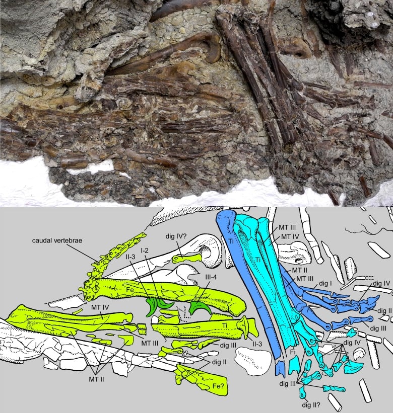 Photo of leg bones from two baby dinosaurs, with a drawing underneath marking each individual in blue and green.