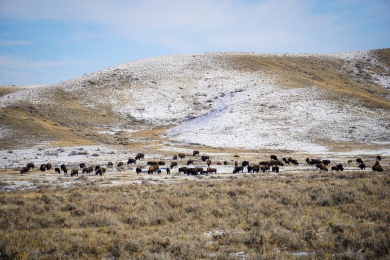 A herd of bison roam in a snowy, grassy field.