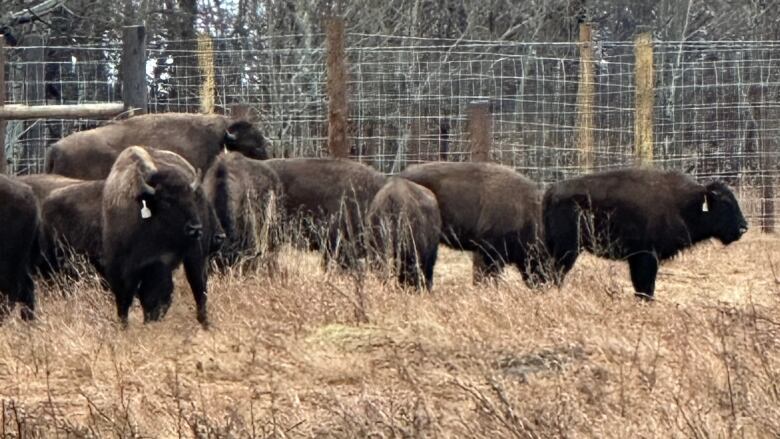 Bison roam in a field. 