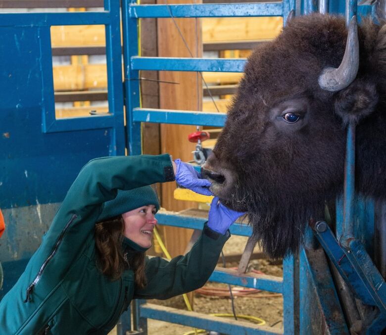 A woman with a toque and rubber gloves checks over a bison.