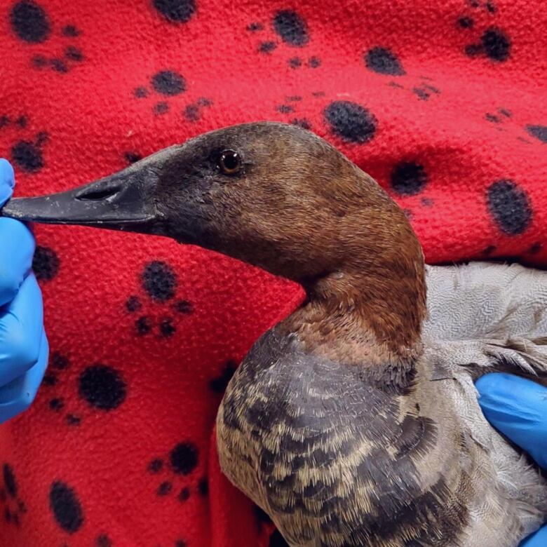 Close up of a duck with a black beak and brown feathers. 