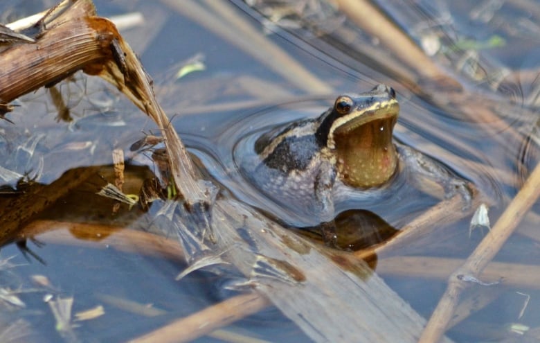 A western chorus frog in water.   