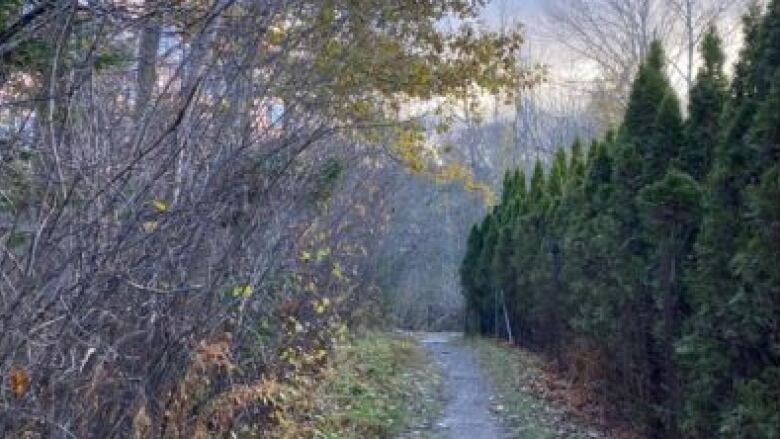 A path runs between two rows of trees. 