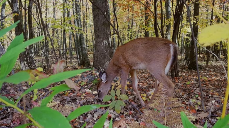 deer in park