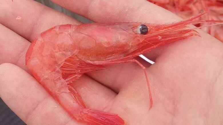 A hand holding a shrimp.