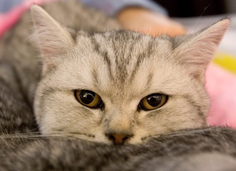 A white cat is pictured.