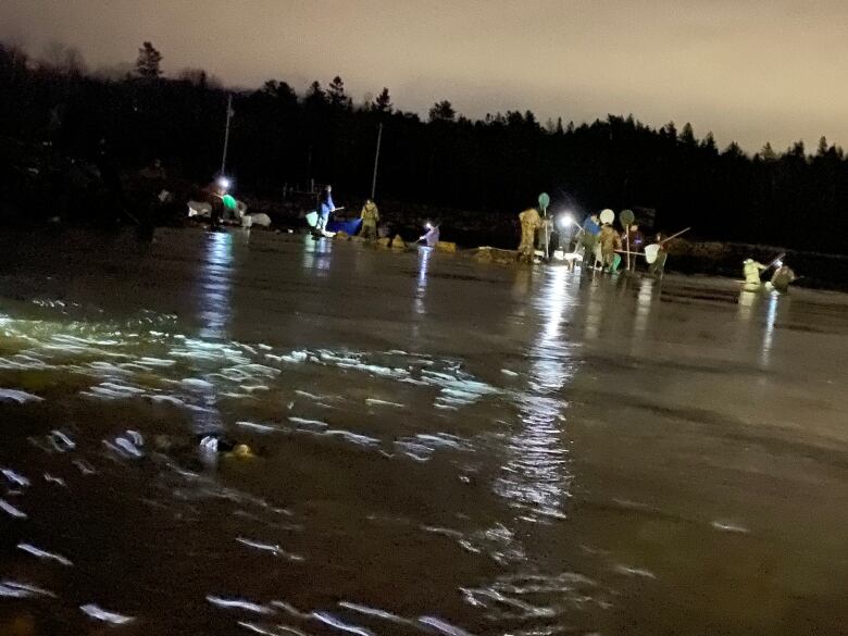 Fishers can be seen in a river at nighttime using nets and flashlights to fish for baby eels. The company that set up the camera that captured the image says the activity is unauthorized.