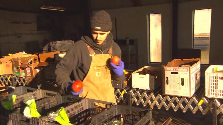 A worker holds tomatoes and sorts them.