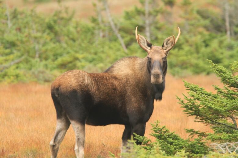 A moose standing in a wooded area. 