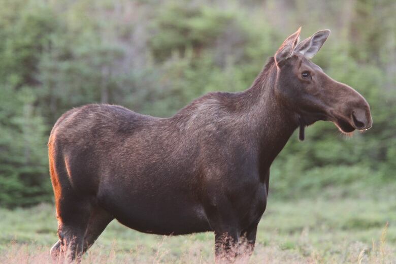 A cow moose standing in a field near a wooded area. 