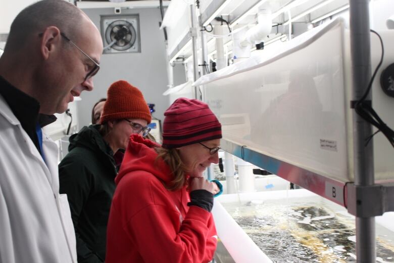 The people involved in the green gravel project inspect the kelp in the mobile laboratory