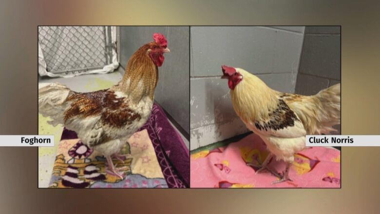 Two roosters with captions reading 'Foghorn' and 'Cluck Norris.'