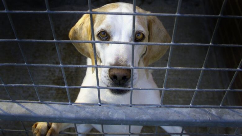 A beagle rests against the bars of his kennel while in quarantine kennels.