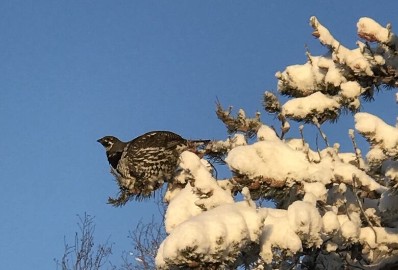 Two birds in a tree