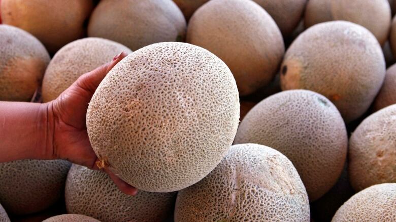 A hand lifts up a cantaloupe over an assortment of other cantaloupes