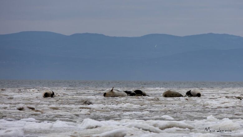 Harp seals hauling-out on ice near the municipality of Kamouraska, Que. 