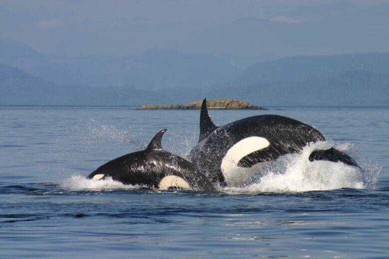 Two killer whales are shown splashing out of the water.