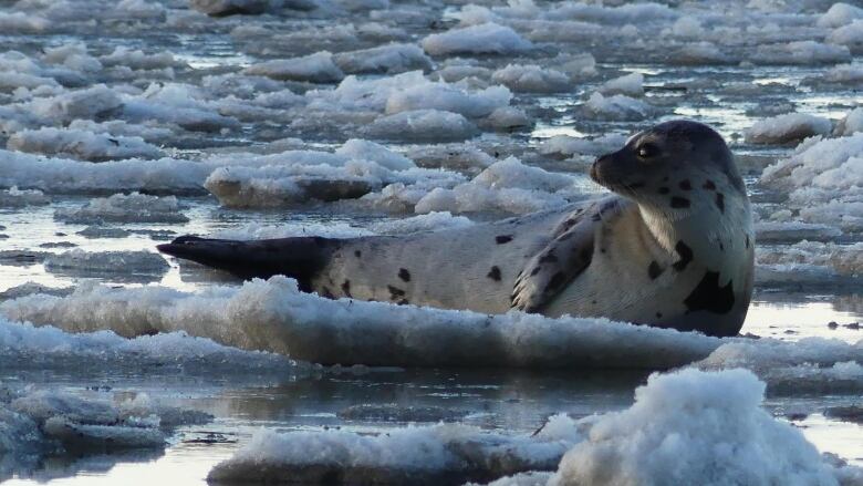 a seal on an ice floe