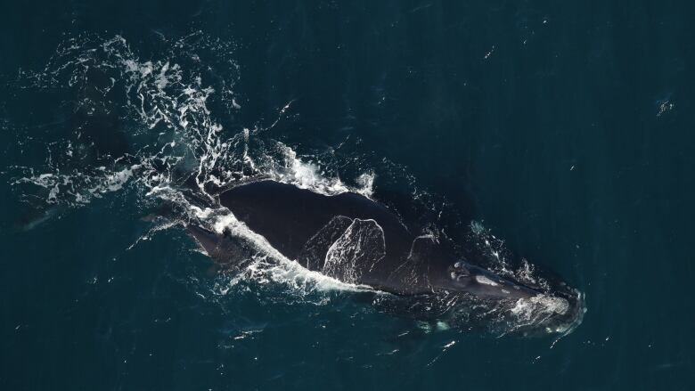 Aerial photo of large whale and very small whale swimming beside each other.