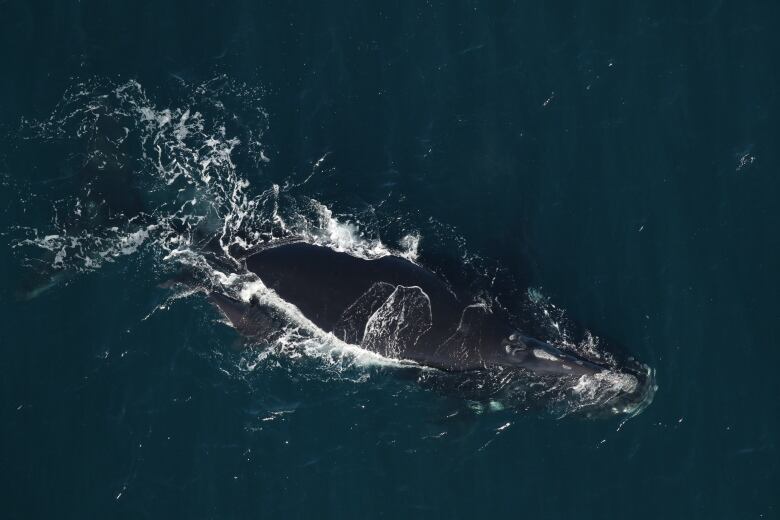 Aerial photo of large whale and very small whale swimming beside each other.