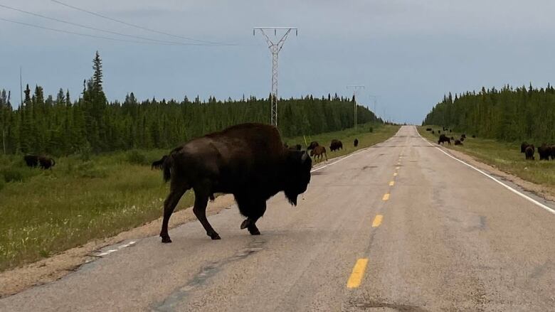 Bison herd on road