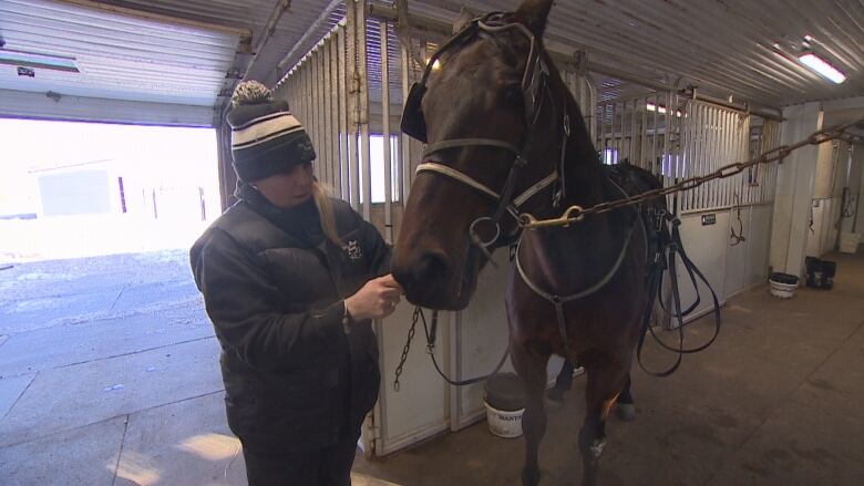 A woman puts a halter on a horse in a barn