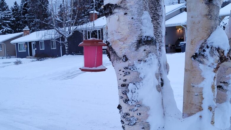 A snow-covered tree at right with a red bird feeder hanging from a branch, with a residential street and houses in the background.