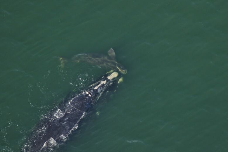 Aerial photo of one large black and white whale and one tiny black and white whale.