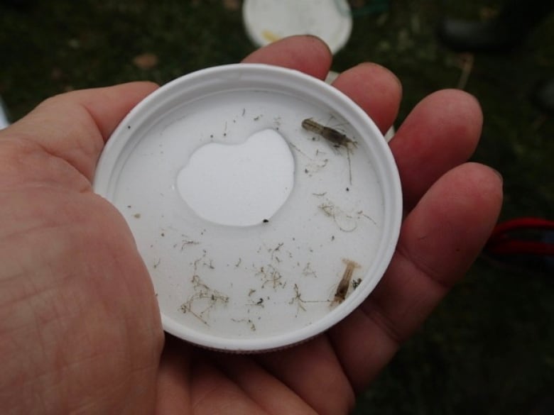 A hand holds a peetree dish containing water and very tiny crayfish