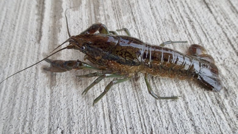 A crayfish on land