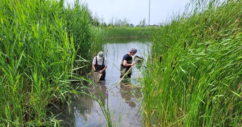 Two people with nets wade in a pond.