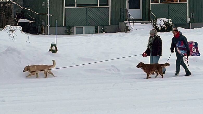 Two people walk two dogs and one carries a sled.