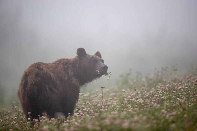 A bear in a foggy field