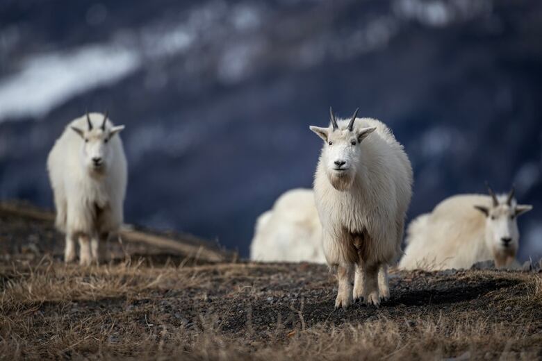 A handful of mountain goats on a hill