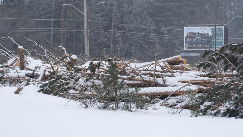 Cut-down trees lie in a pile, covered in snow