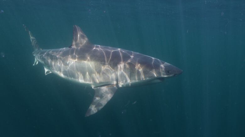 Sunshine dapples a great white shark as it swims near the surface of the ocean. 