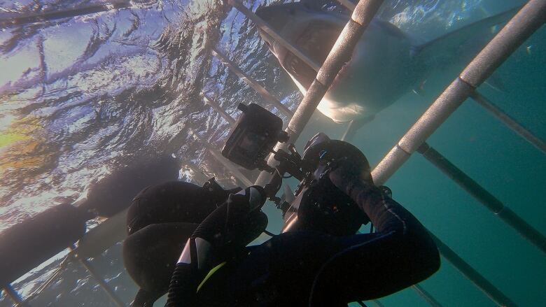 A diver in full scuba gear floats in a shark cage and holds a camera while a large white shark bares its teeth outside the cage. 