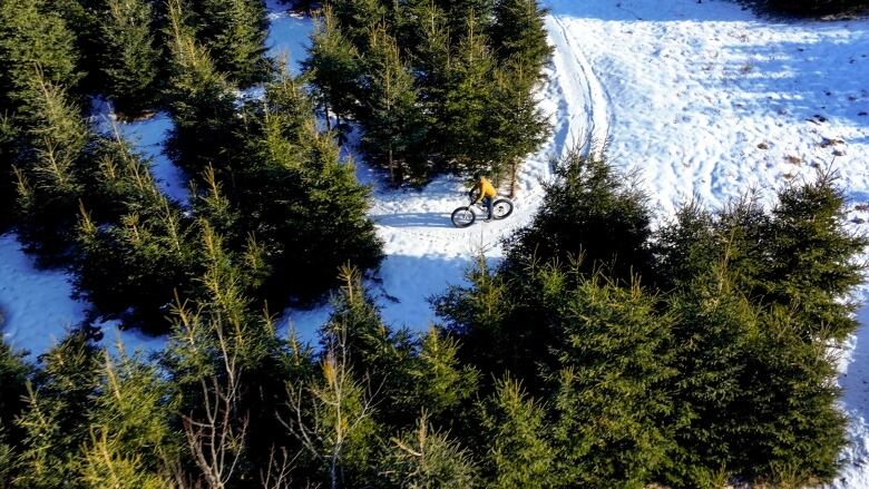 A man in a yellow jacket on a bike in the midst of some pine trees seen from the drone 