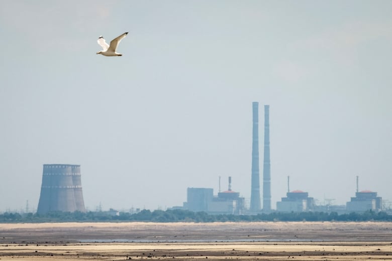 A seagull flies past a nuclear plant.