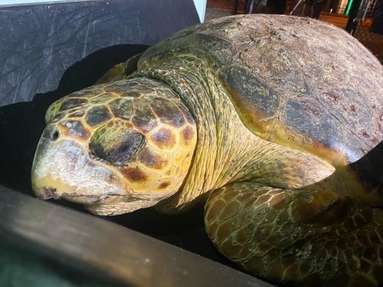 A turtle sits in the hospital